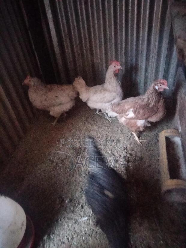 Pure Kienyeji Chicken - thumbnail 3