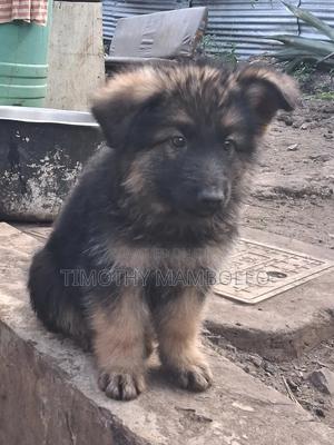1-3 months Male Purebred German Shepherd - thumbnail 2
