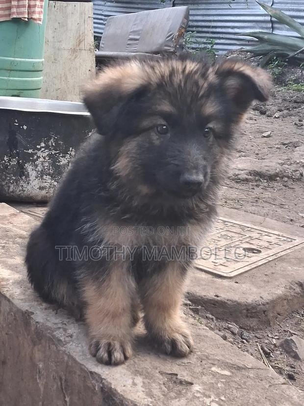 1-3 months Male Purebred German Shepherd - main view