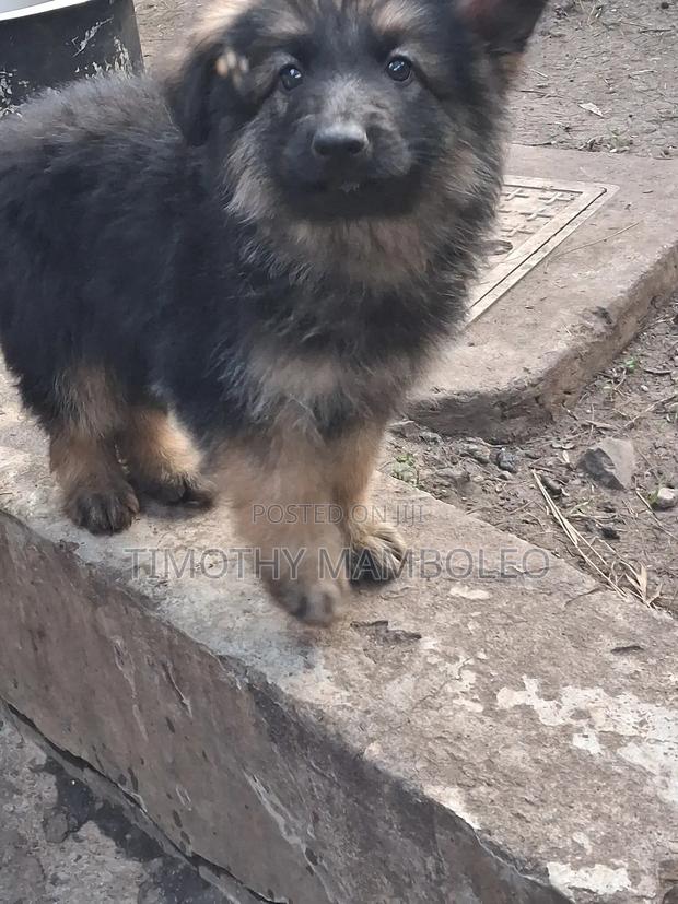 1-3 months Male Purebred German Shepherd - thumbnail 6