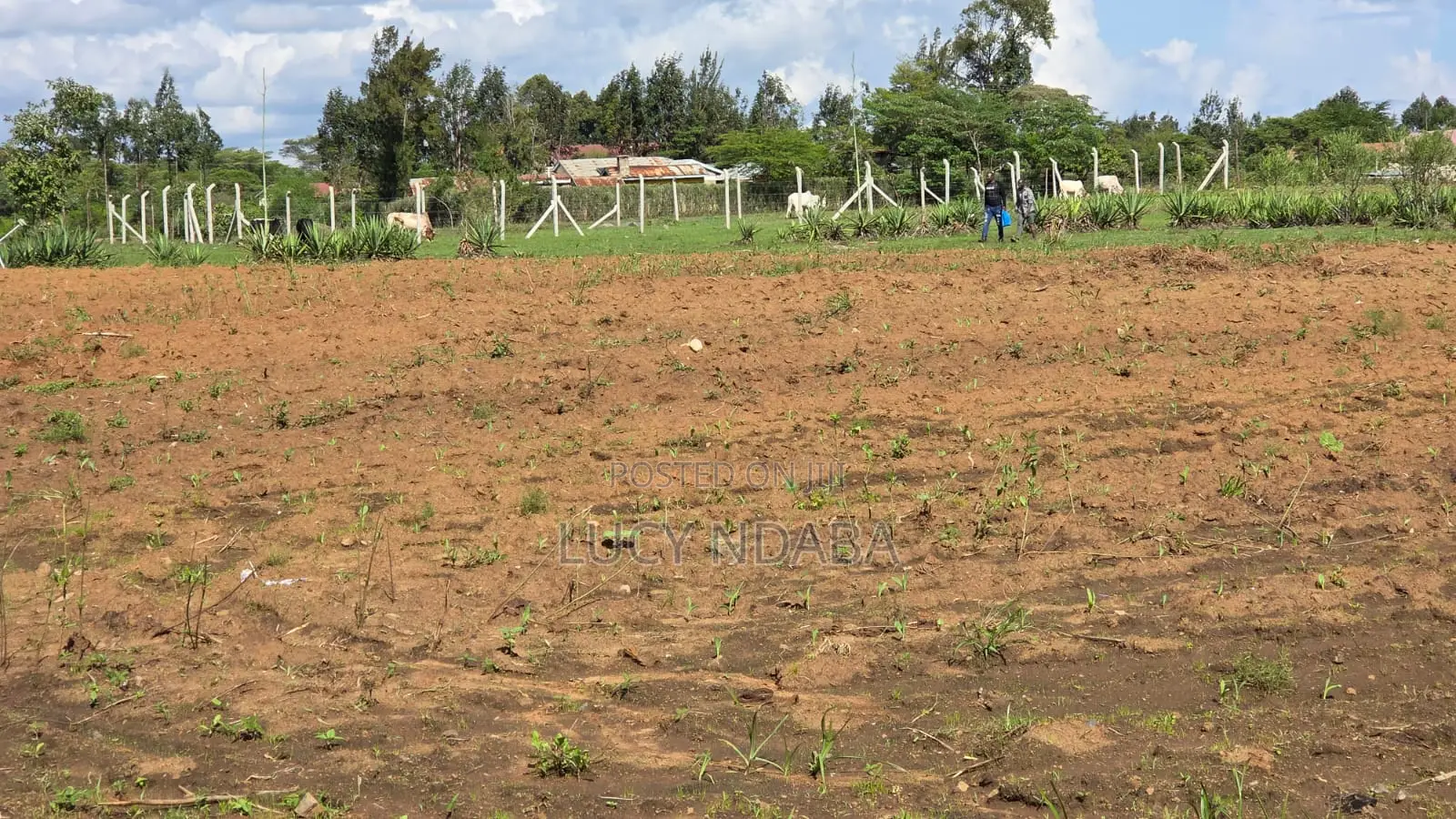Kilimambogo