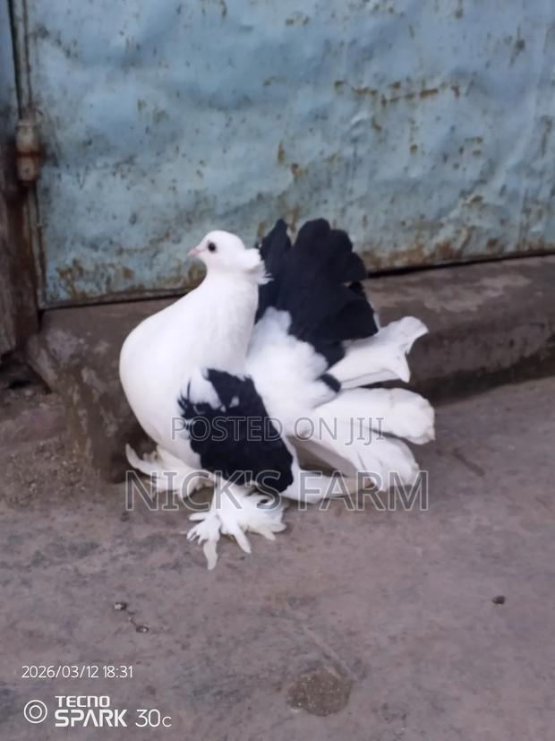Fantail Pigeon - main view