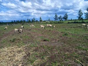 4 Acreas Nanyuki Gobit - thumbnail 2