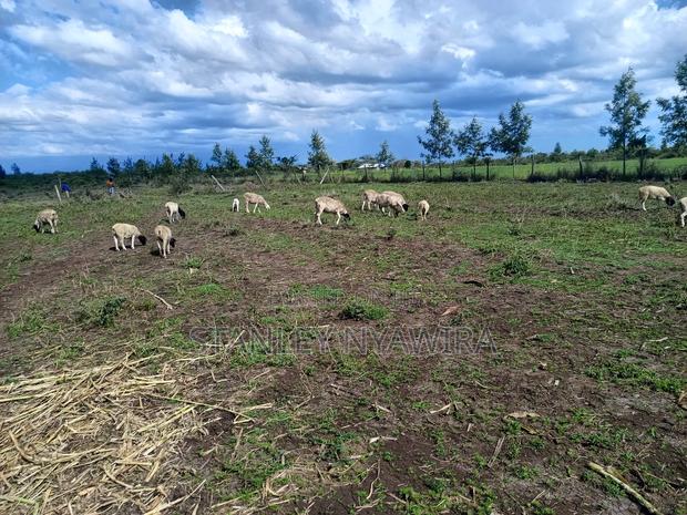 4 Acreas Nanyuki Gobit - main view