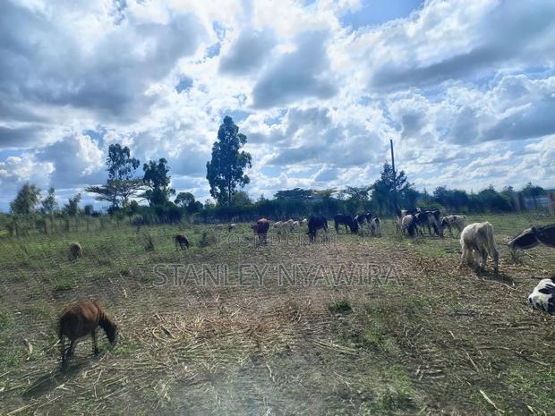 4 Acreas Nanyuki Gobit - thumbnail 3