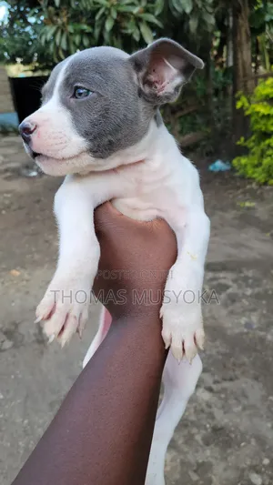 1-3 months Male Purebred American Pit Bull Terrier