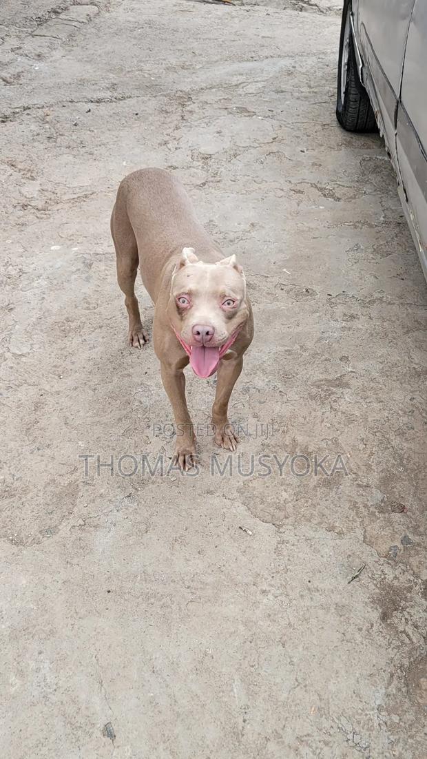 1-3 months Male Purebred American Pit Bull Terrier - thumbnail 2