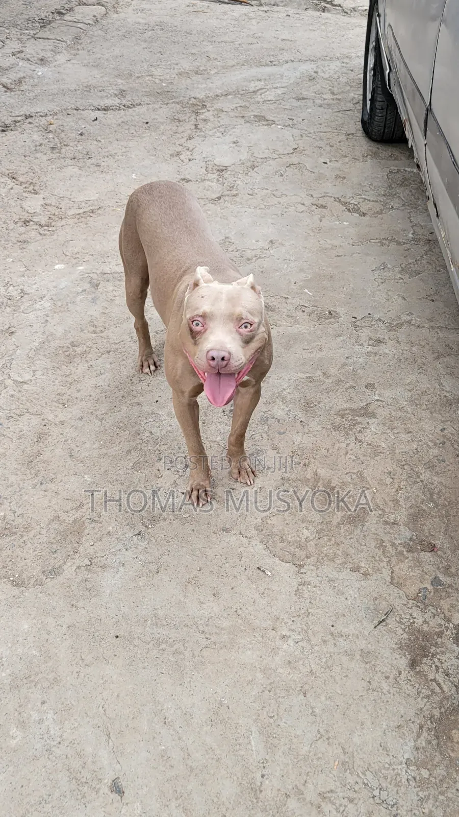 1-3 months Male Purebred American Pit Bull Terrier