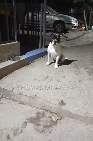 1-3 months Male Purebred American Pit Bull Terrier