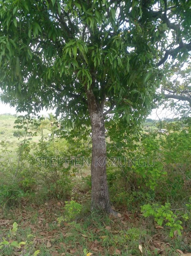 4 Acres Plot on Sale at Magodzoni, Not Far From Tiwi, in Kwale Zone. - thumbnail 2