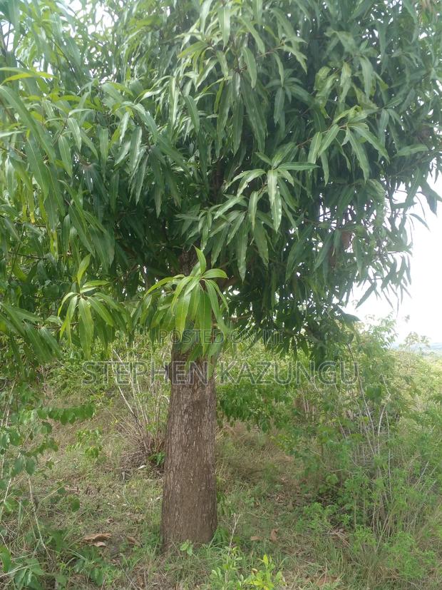 4 Acres Plot on Sale at Magodzoni, Not Far From Tiwi, in Kwale Zone. - thumbnail 3