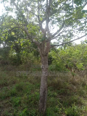4 Acres Plot on Sale at Magodzoni, Not Far From Tiwi, in Kwale Zone.