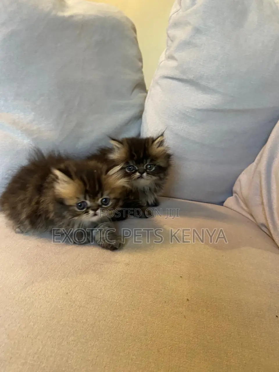 1-3 months Male Purebred Persian