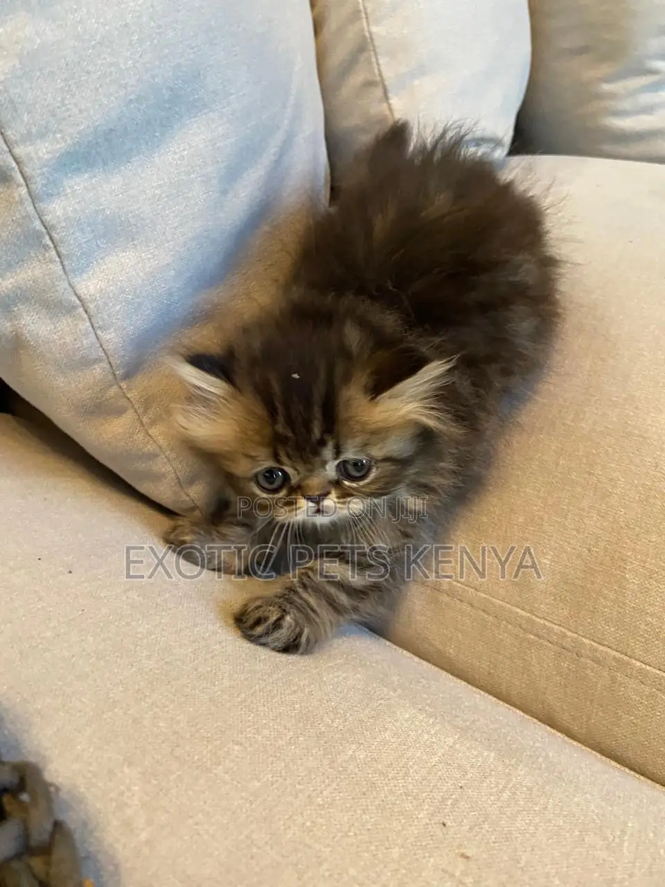 1-3 months Male Purebred Persian