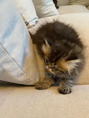 1-3 months Male Purebred Persian