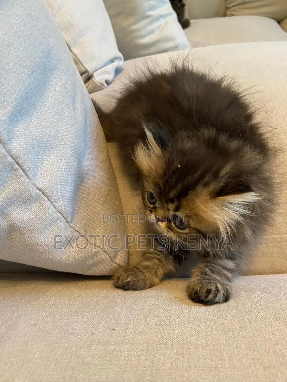 1-3 months Male Purebred Persian