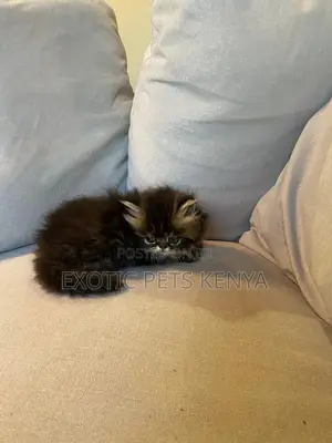 1-3 months Male Purebred Persian