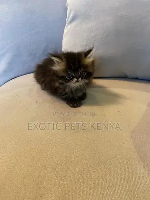 1-3 months Male Purebred Persian