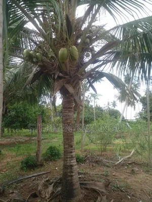 1 Acre Prime Plot, by the Road at Tsimba Town Near Kwale Town.