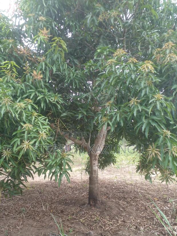 1 Acre Prime Plot, by the Road at Tsimba Town Near Kwale Town.
