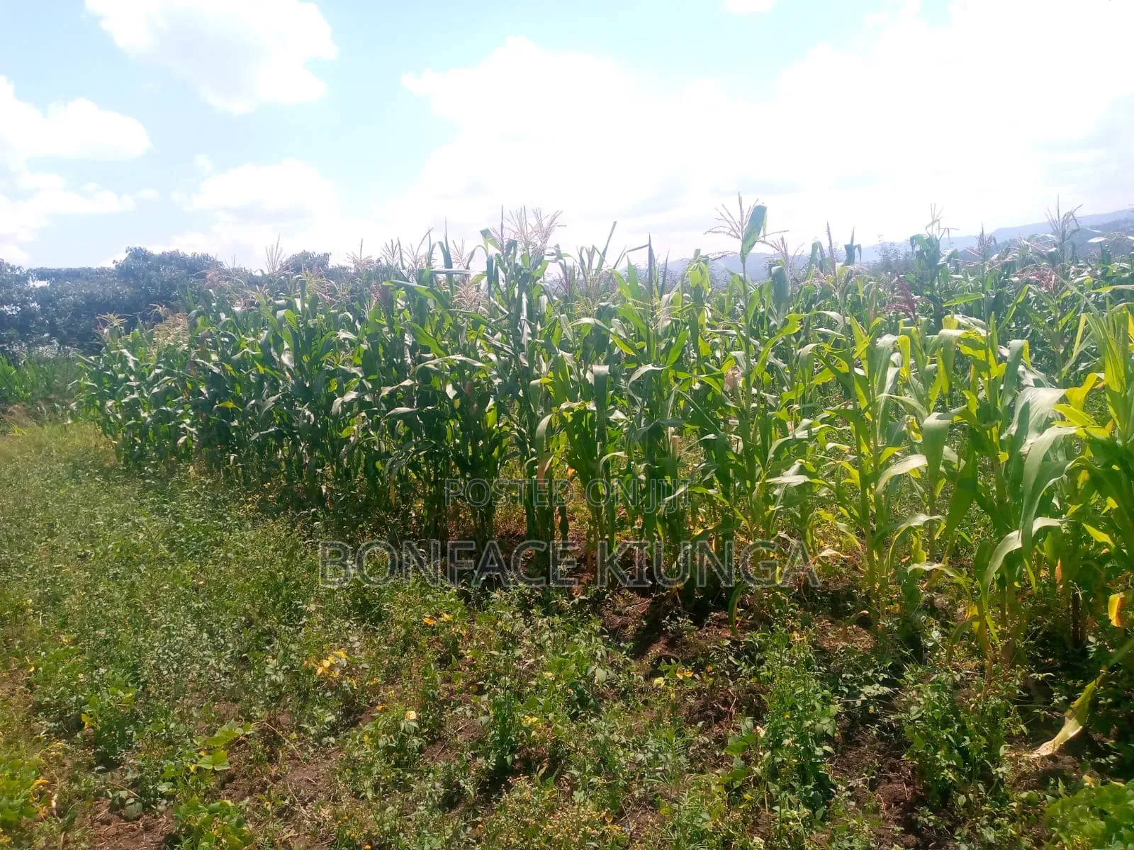 Land for Sale