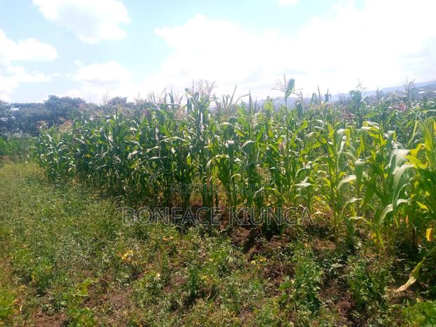 Land for Sale - thumbnail 4