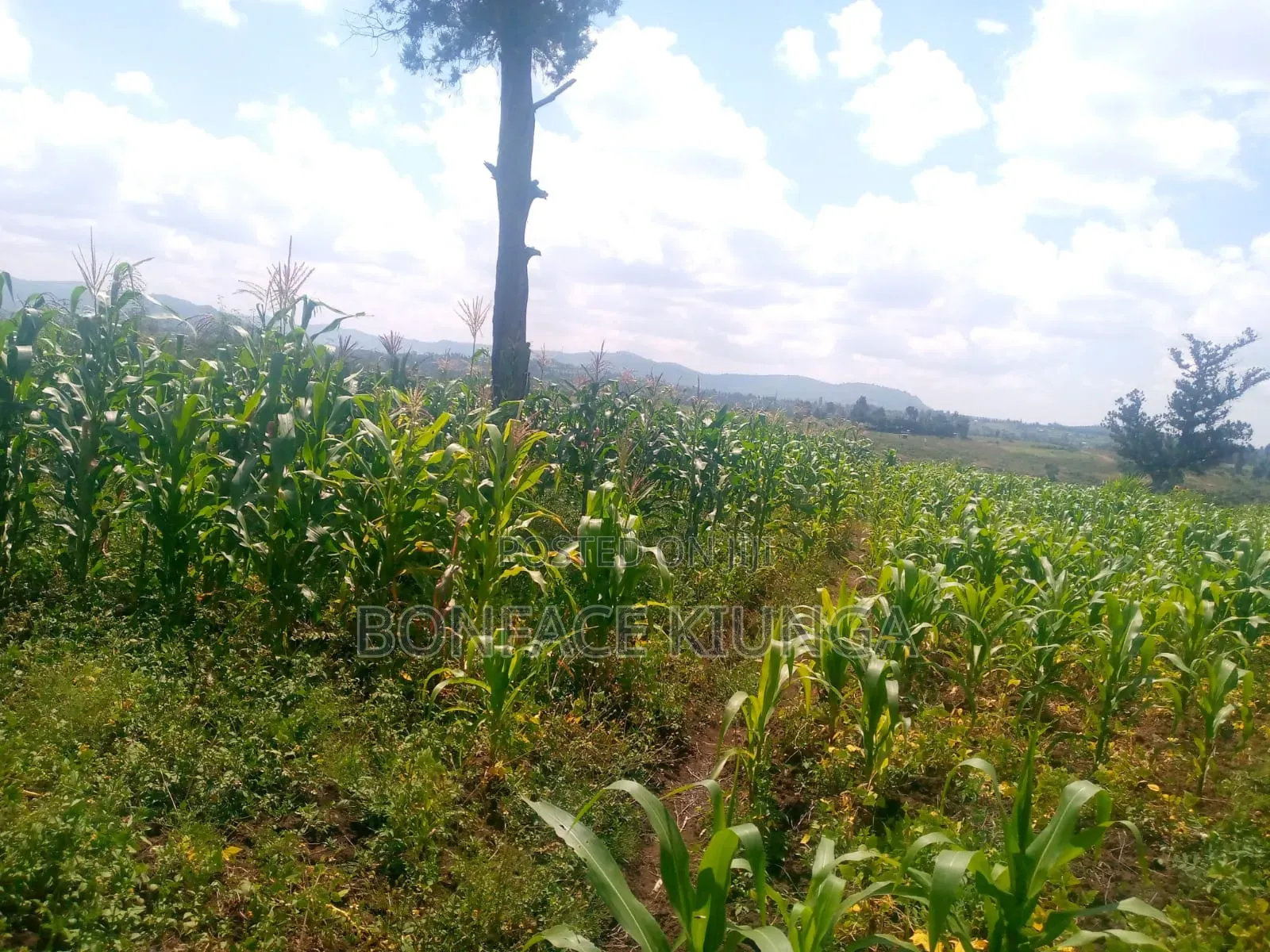 Land for Sale