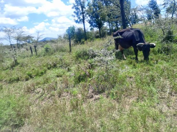 4 Acreas Nanyuki Gobit - main view