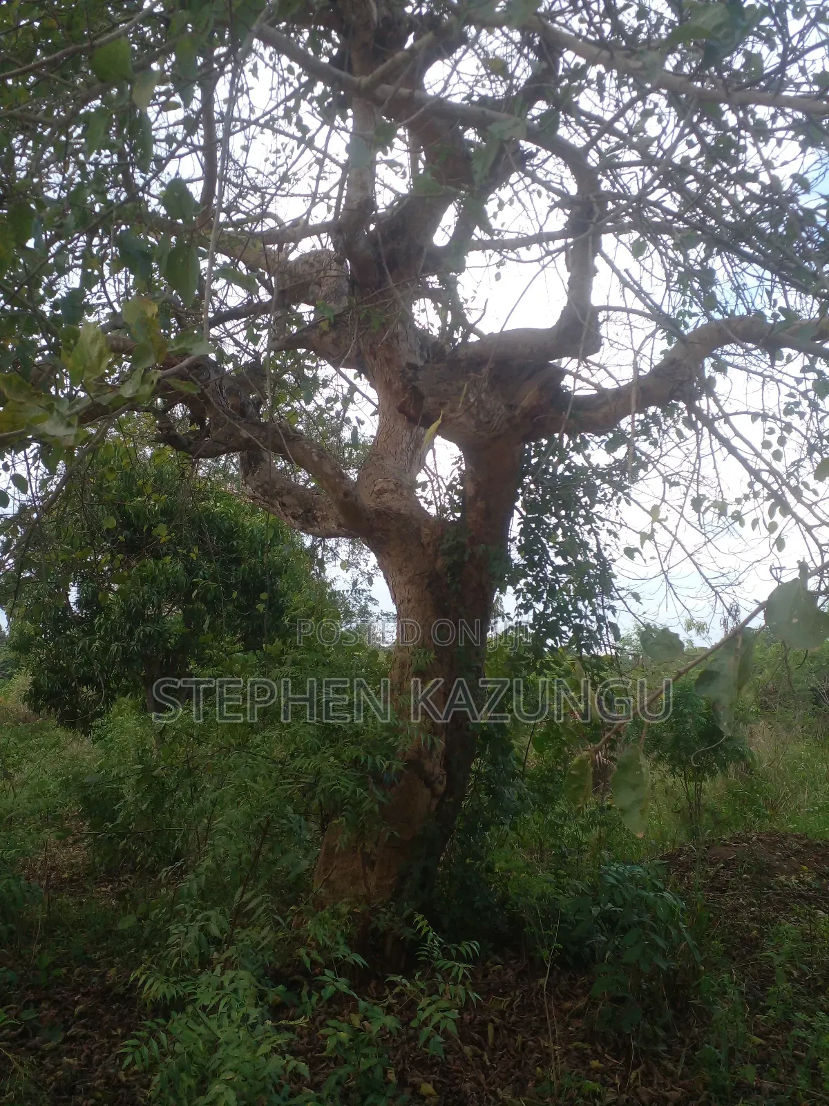 3/4 Acre Plot in Ukunda Kona Musa, in Between Babla and Mvindeni.