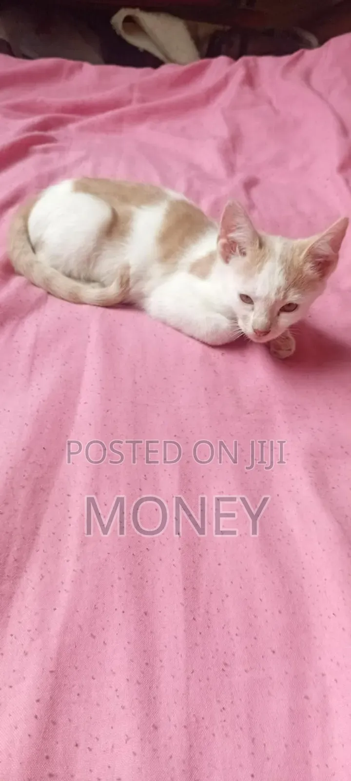 3-6 months Male Purebred American Shorthair