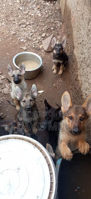 1-3 months Male Mixed Breed German Shepherd - thumbnail 2