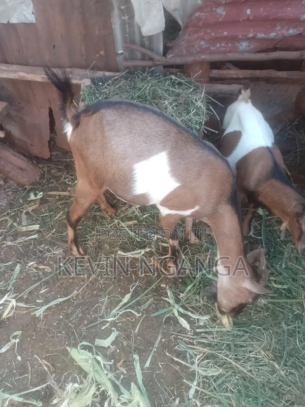 Goat for Milk - main view