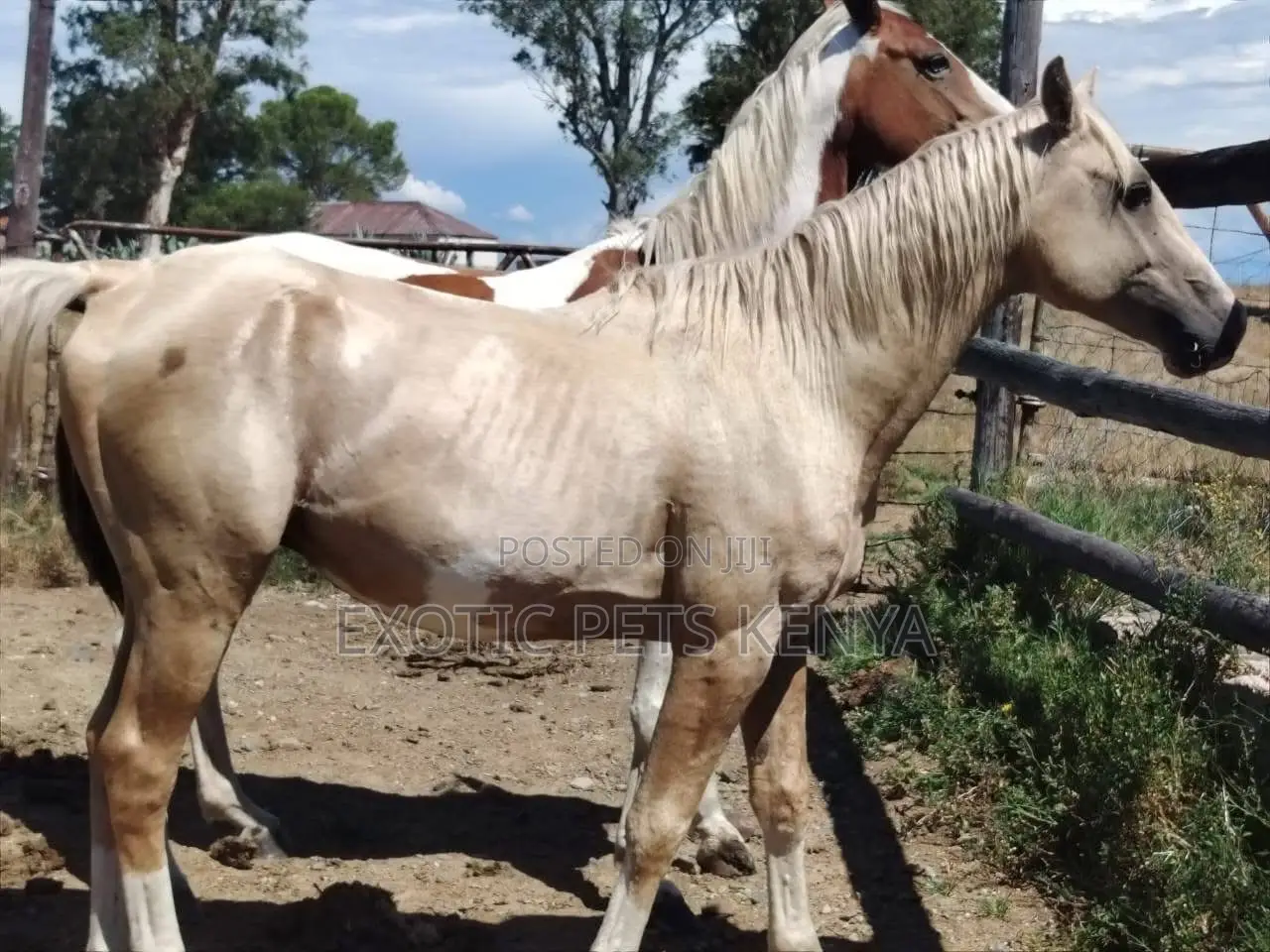 Horse Riding Lessons