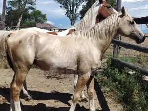 Horse Riding Lessons