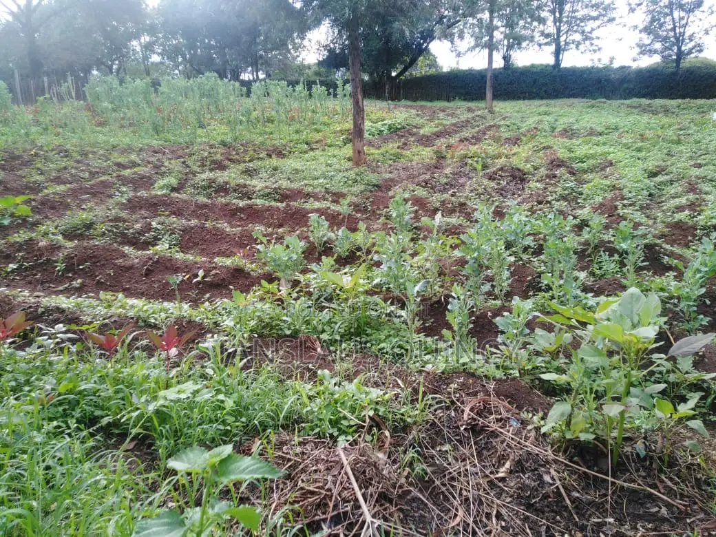 1/2 Acre Prime Plot for Sale Mercy Njeri/ Kiamunyi/ Nakuru