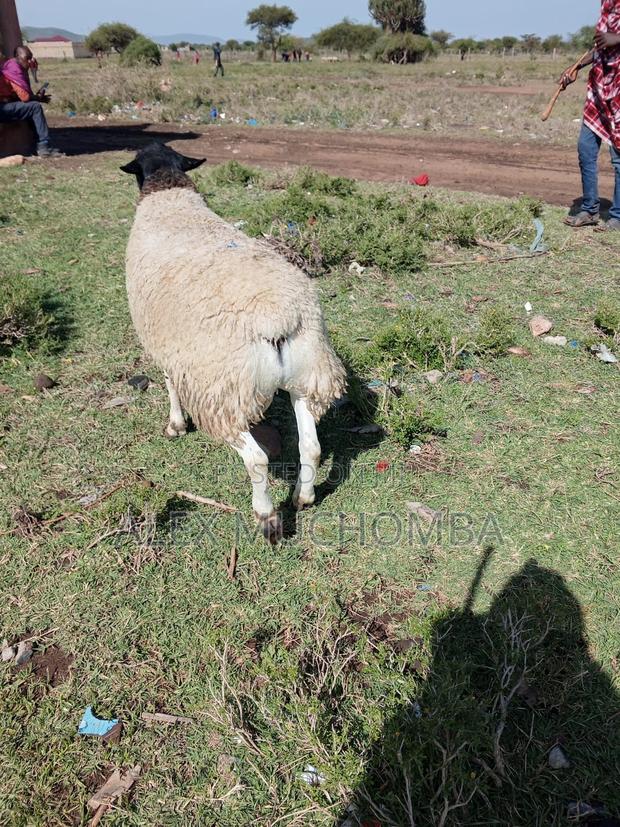 Pure Dorper - thumbnail 2