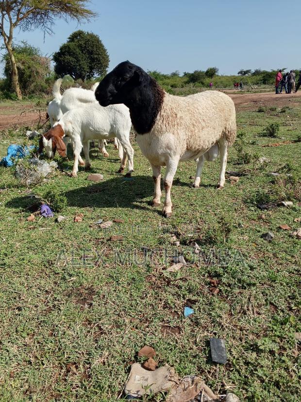 Pure Dorper - main view