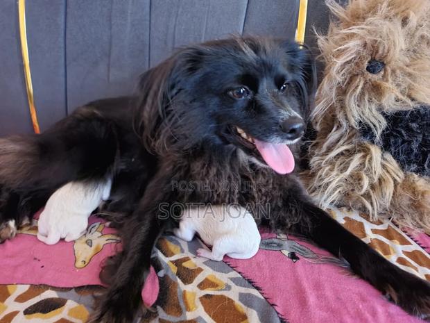 0-1 month Male Purebred Maltese - thumbnail 3