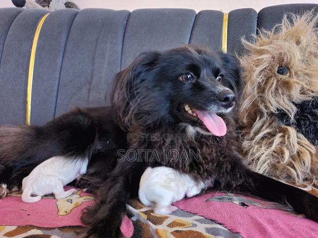 0-1 month Male Purebred Maltese - thumbnail 4