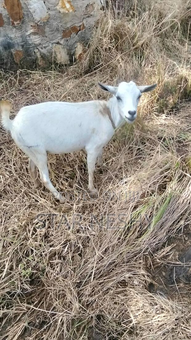 Sell Goats - thumbnail 2