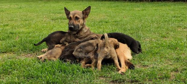 0-1 month Female Mixed Breed German Shepherd - main view