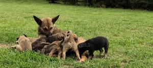 0-1 month Female Mixed Breed German Shepherd - thumbnail 2