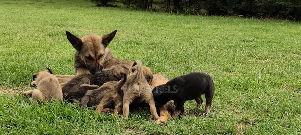 0-1 month Female Mixed Breed German Shepherd - thumbnail 3