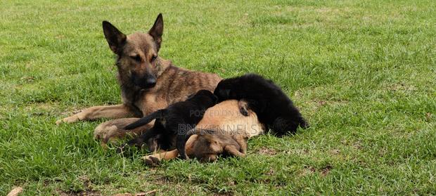 0-1 month Female Mixed Breed German Shepherd - thumbnail 5