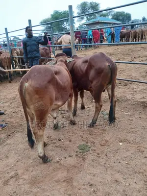 Goats Cows