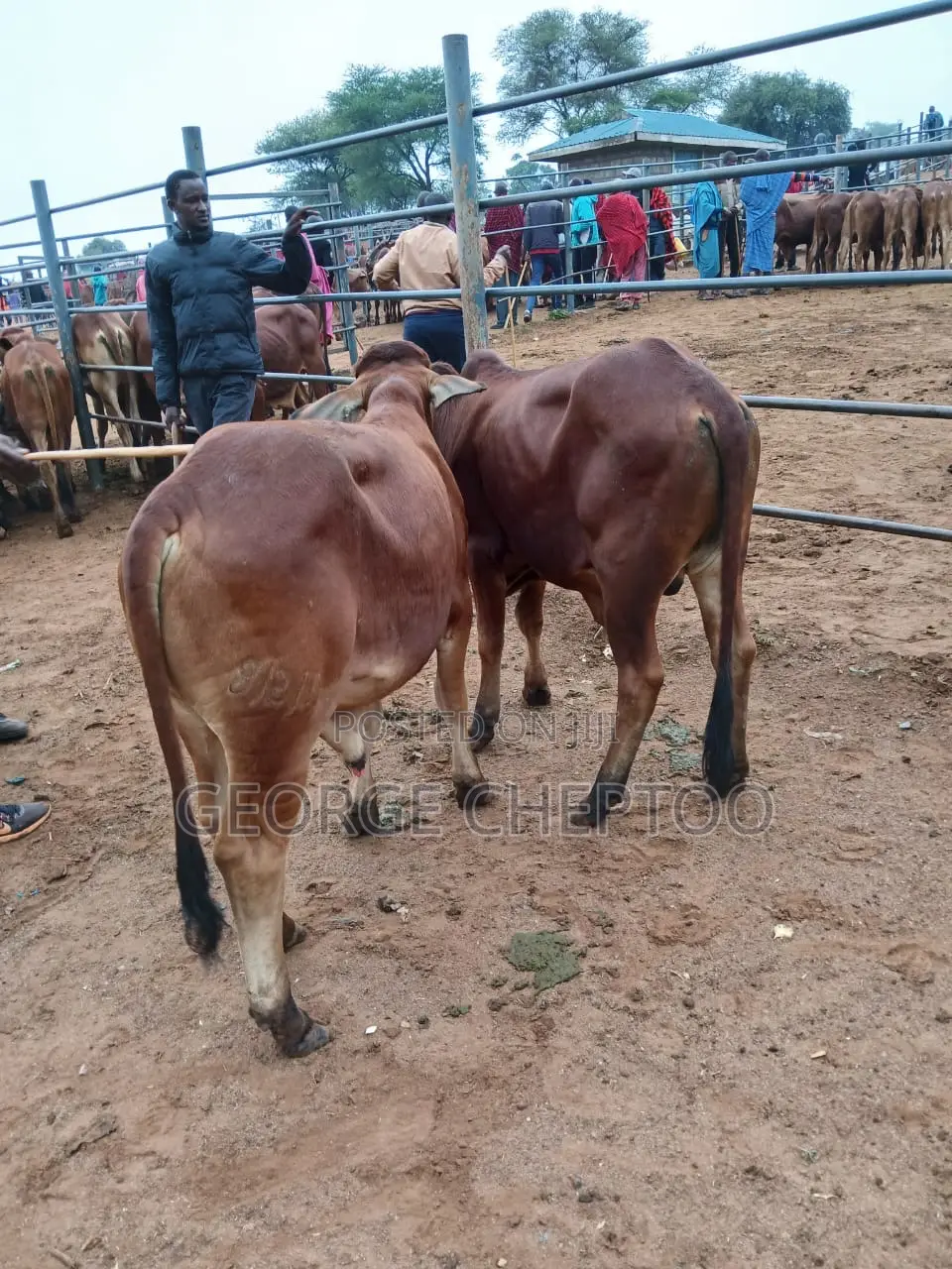 Goats Cows
