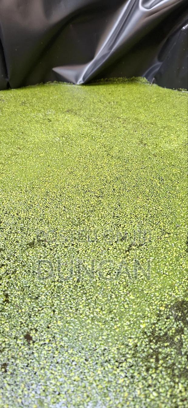 Duckweed (Lemna Minor)