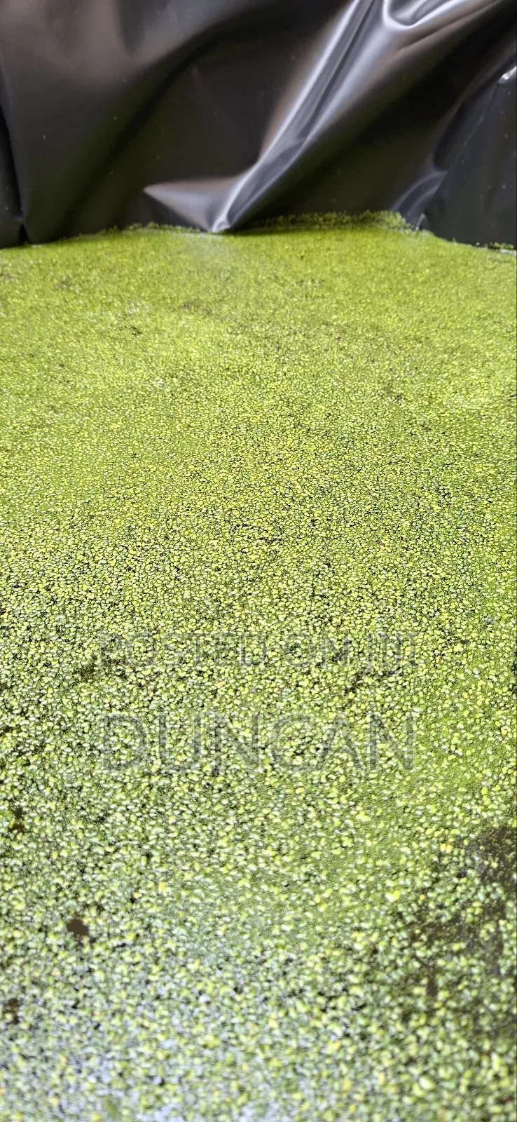 Duckweed (Lemna Minor)