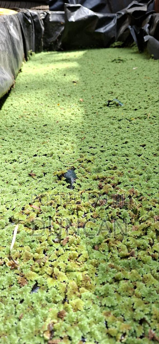 Azolla Plant - thumbnail 2