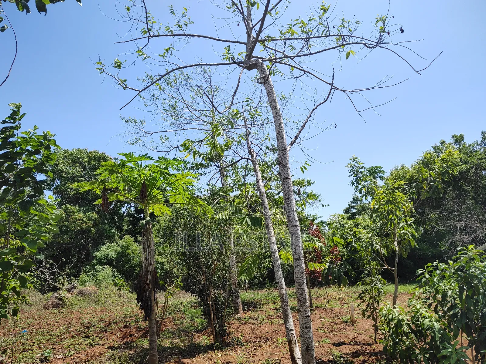 High-Value Land